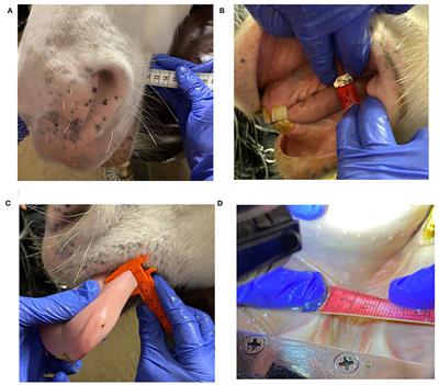 Oral Dimensions Related to Bit Size in Adult Horses and Ponies